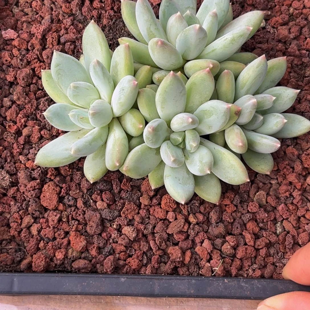 1315下午多肉植物群生