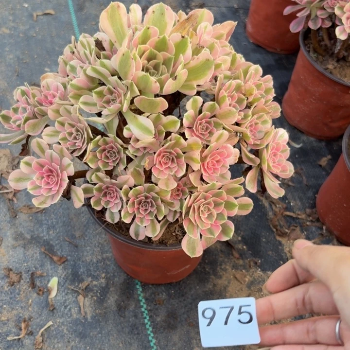 女巫多肉植物不包损975