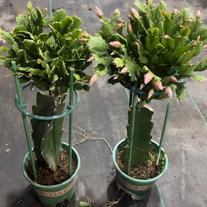 火***武当前无花栽培后可以开花