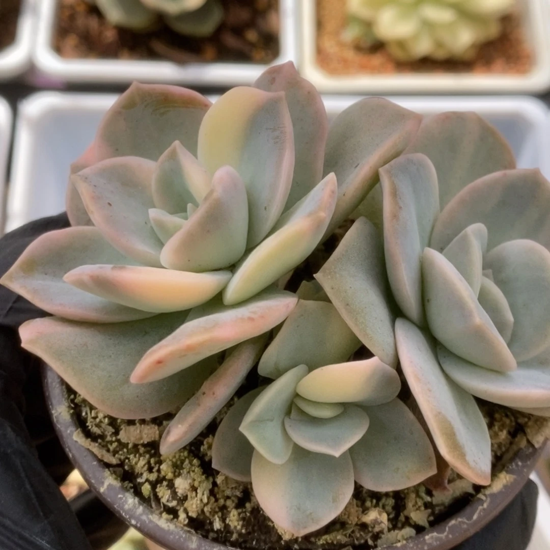 699可爱玫瑰锦锦锦锦锦锦