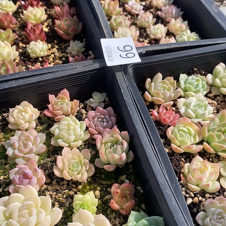 66 多肉植物盆栽花卉