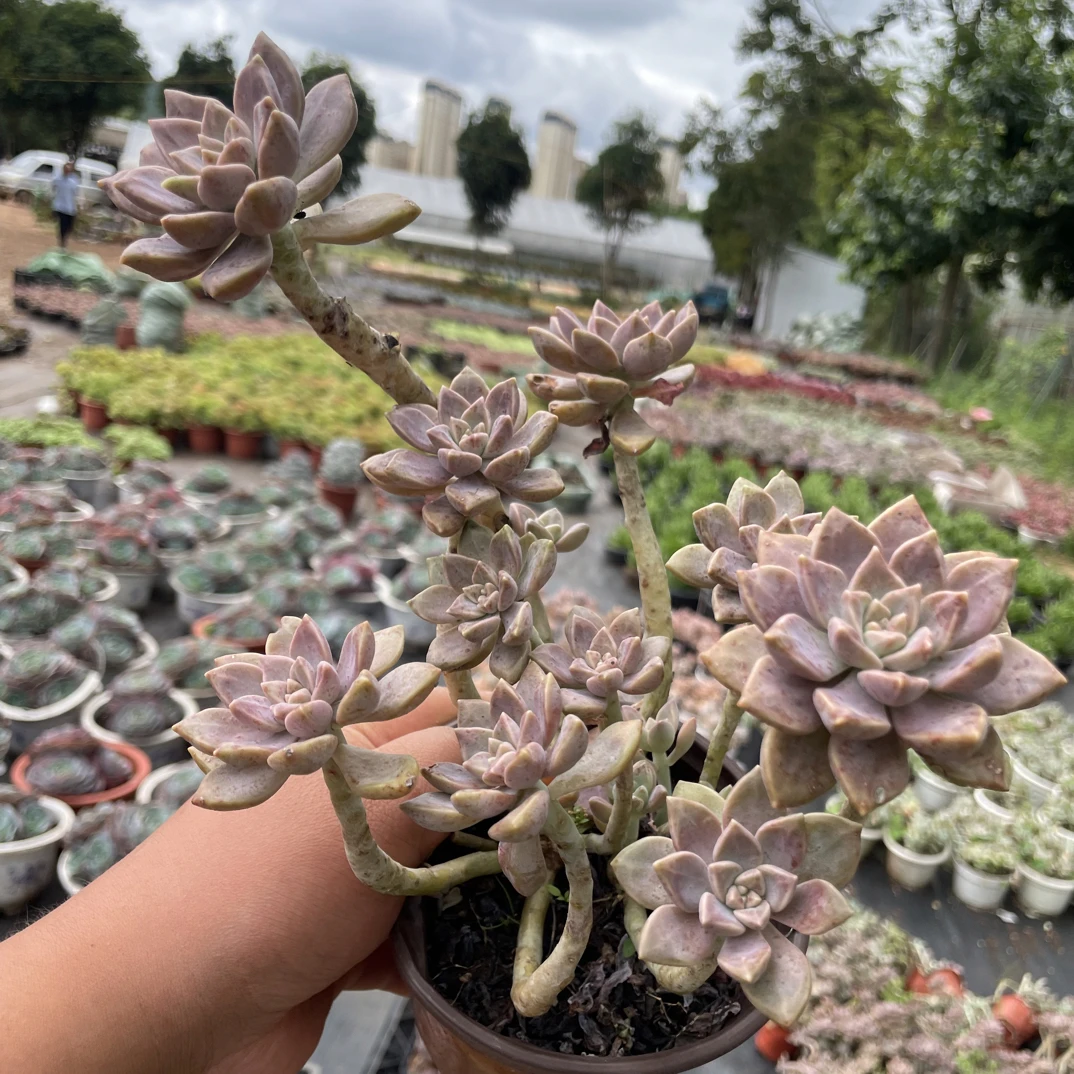 小号阿伦培金金精品多肉植物