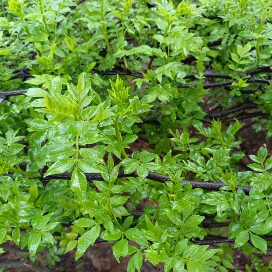 《顺丰包邮》新鲜花椒芽现摘鲜嫩芽农家正宗春天蔬菜花椒叶新鲜野菜