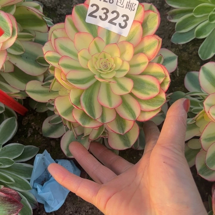 2323南荔枝多肉植物