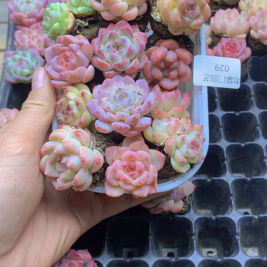 我要去看你了啊我029