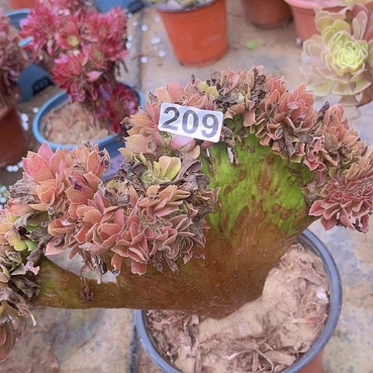 ****安多肉植物一个法师