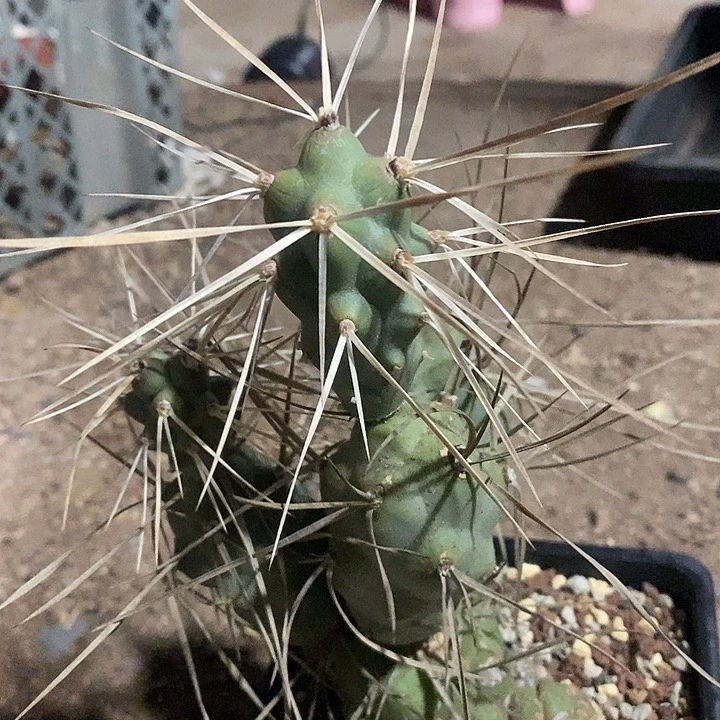 枪奇兵仙人掌团扇仙人球