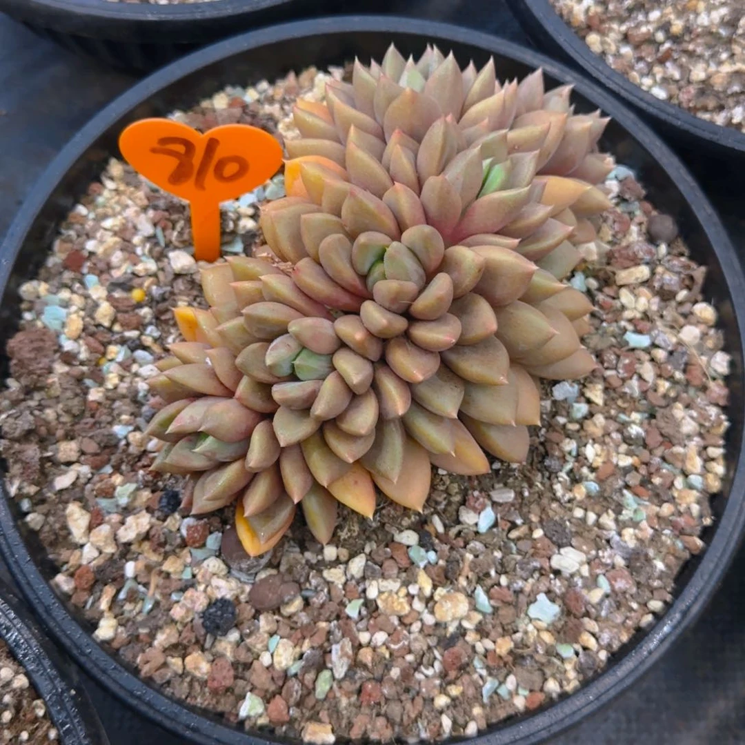 安**身810多肉植物一物一拍
