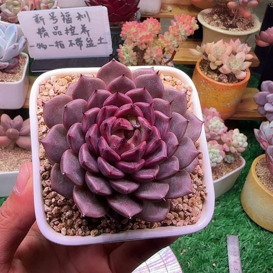 星光珍妮不带盆土发货