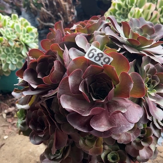 虾***姐多肉植物一个美金