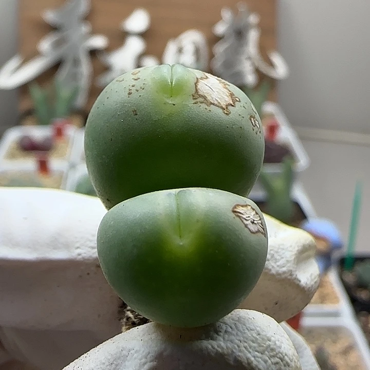 11-17-526当天满38包邮玻尿酸海豚嘴1.7cm有裂