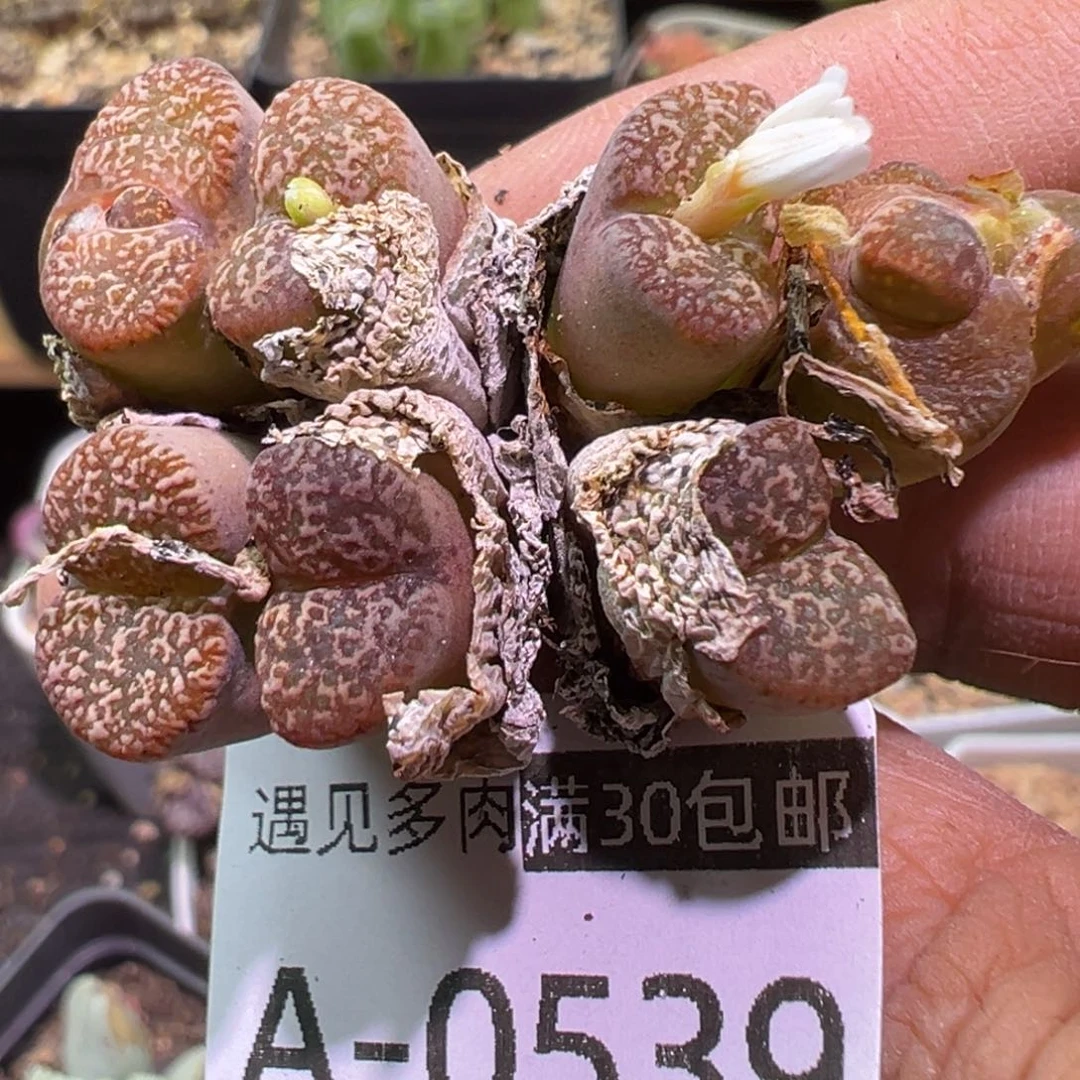 多肉植物1111111111111