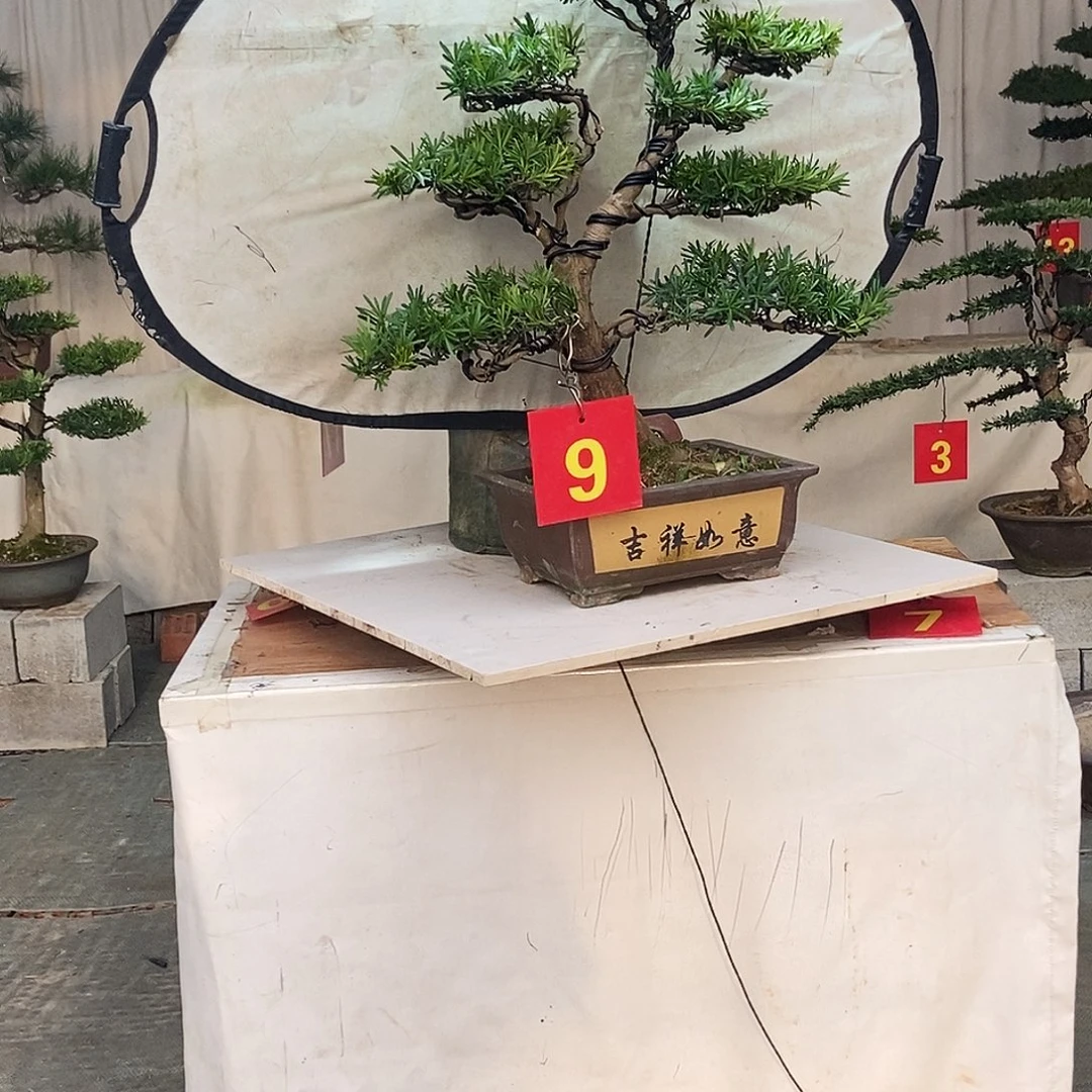 小****无花朵罗汉松盆景，老庄老盆