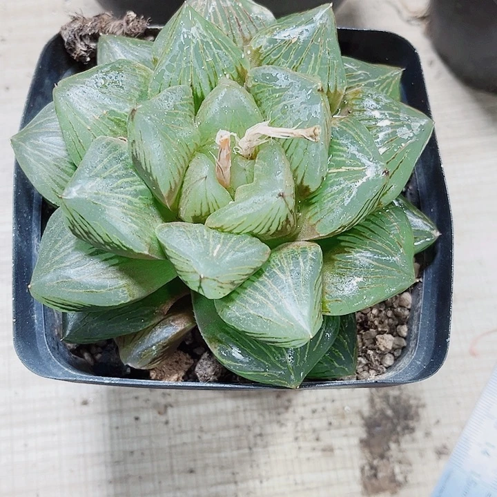 冉*赤焰玉潭多肉植物6666