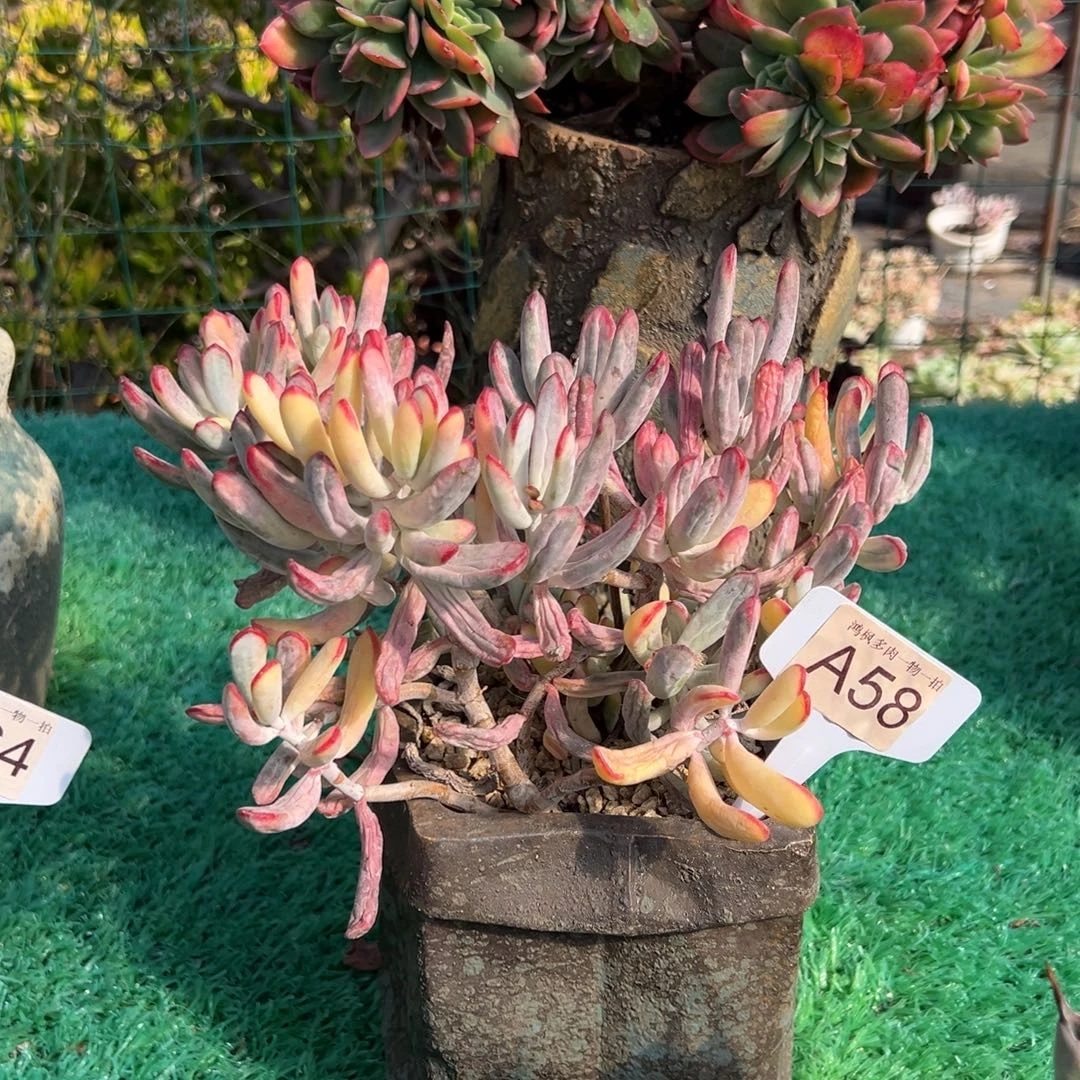 棒叶福娘，，，，，，，，，，，，，，，