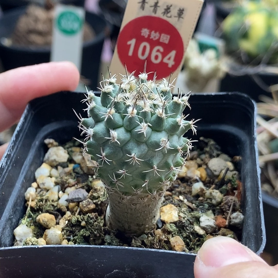 实生带中刺海胆娇丽2.6cm
