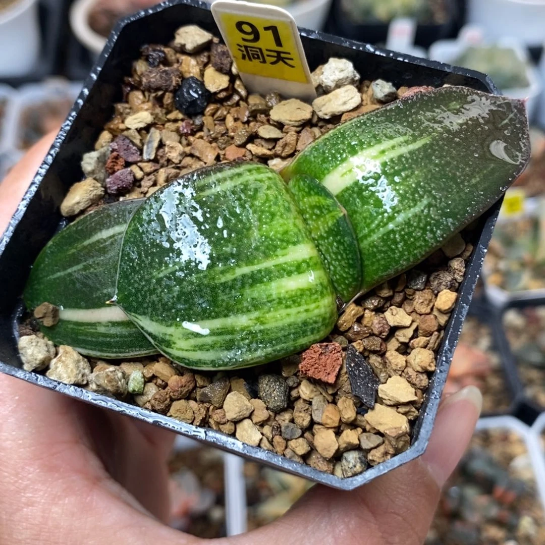 91珍珠卧牛锦一物一拍