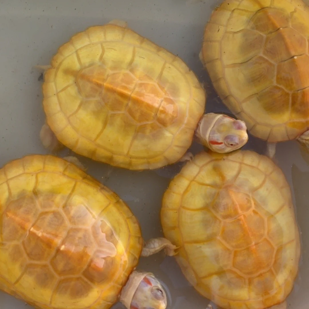 （直播链接）高黄白巴田黄金线草深水活物冷水观赏龟招财长寿宠物龟