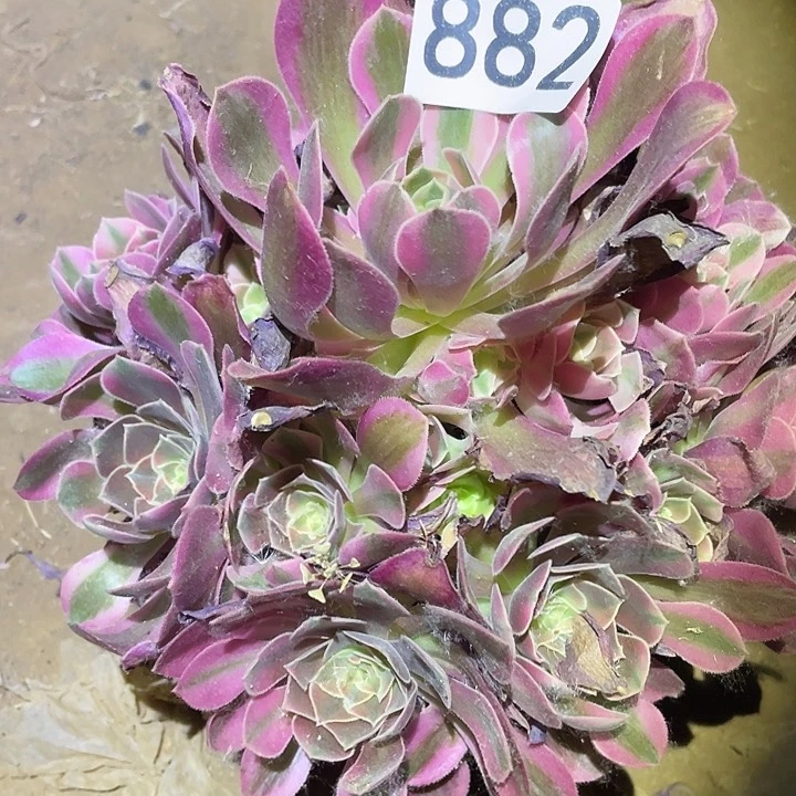 多肉植物法师882香妃