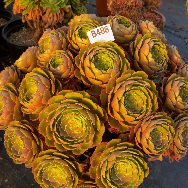 全部花朵486万圣节红