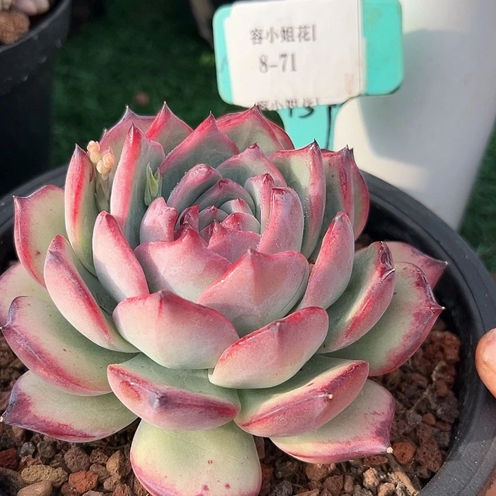 8.71紫卡一个脱土