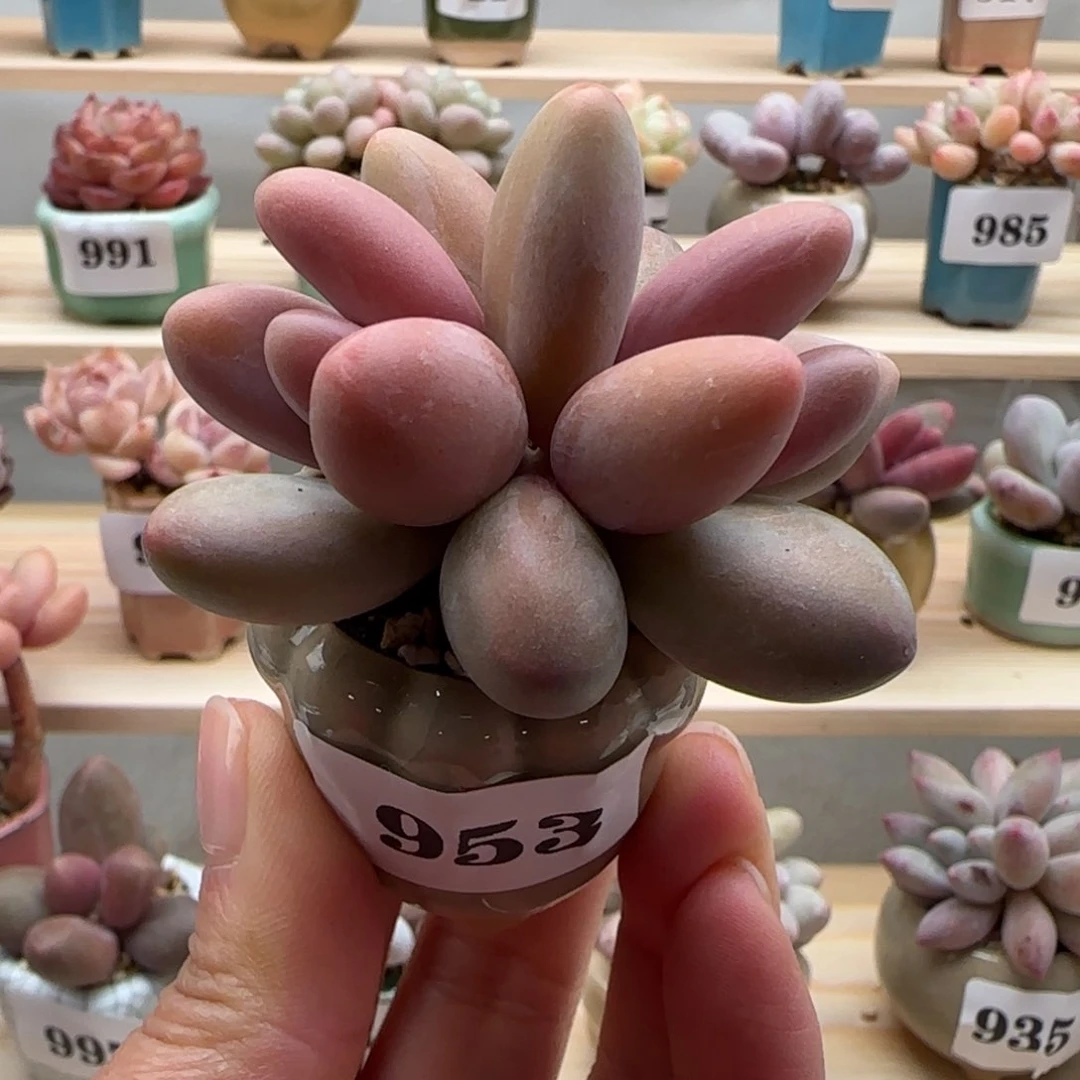 六**雨953红手指满38包邮（除新疆 西藏 内蒙）