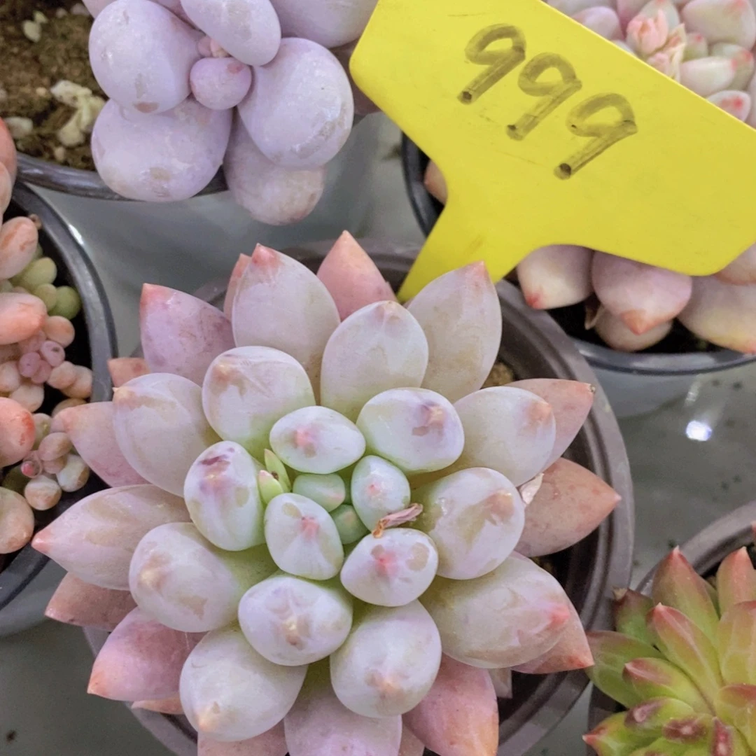 开心多肉一物一拍