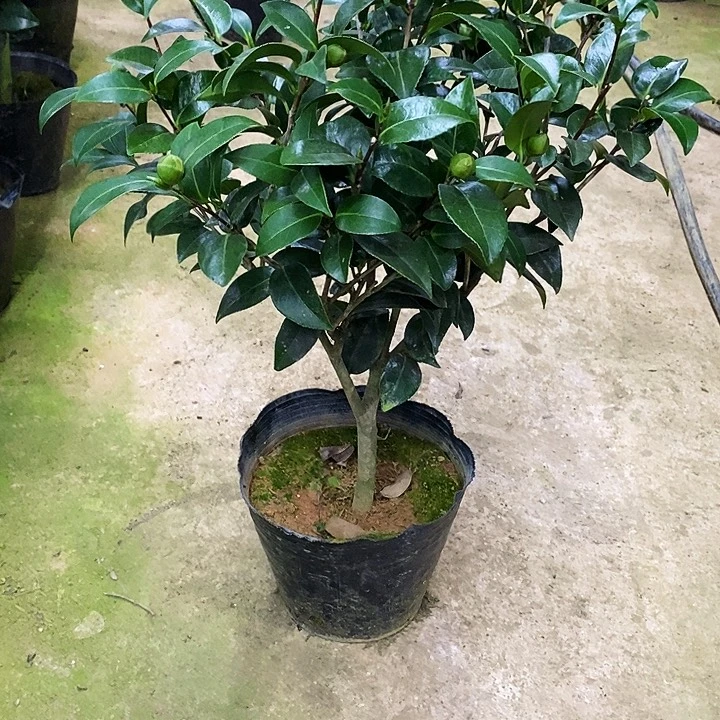 无花朵志愿者。