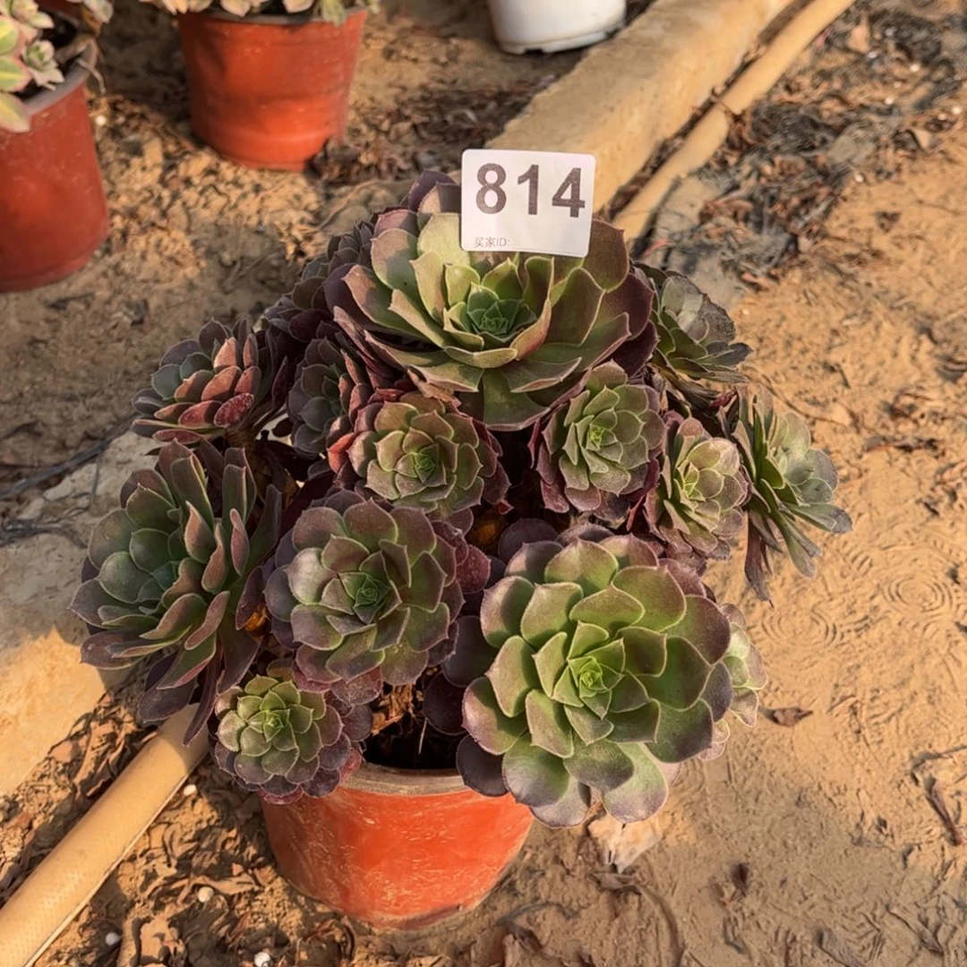 荷兰玫瑰814不包断枝