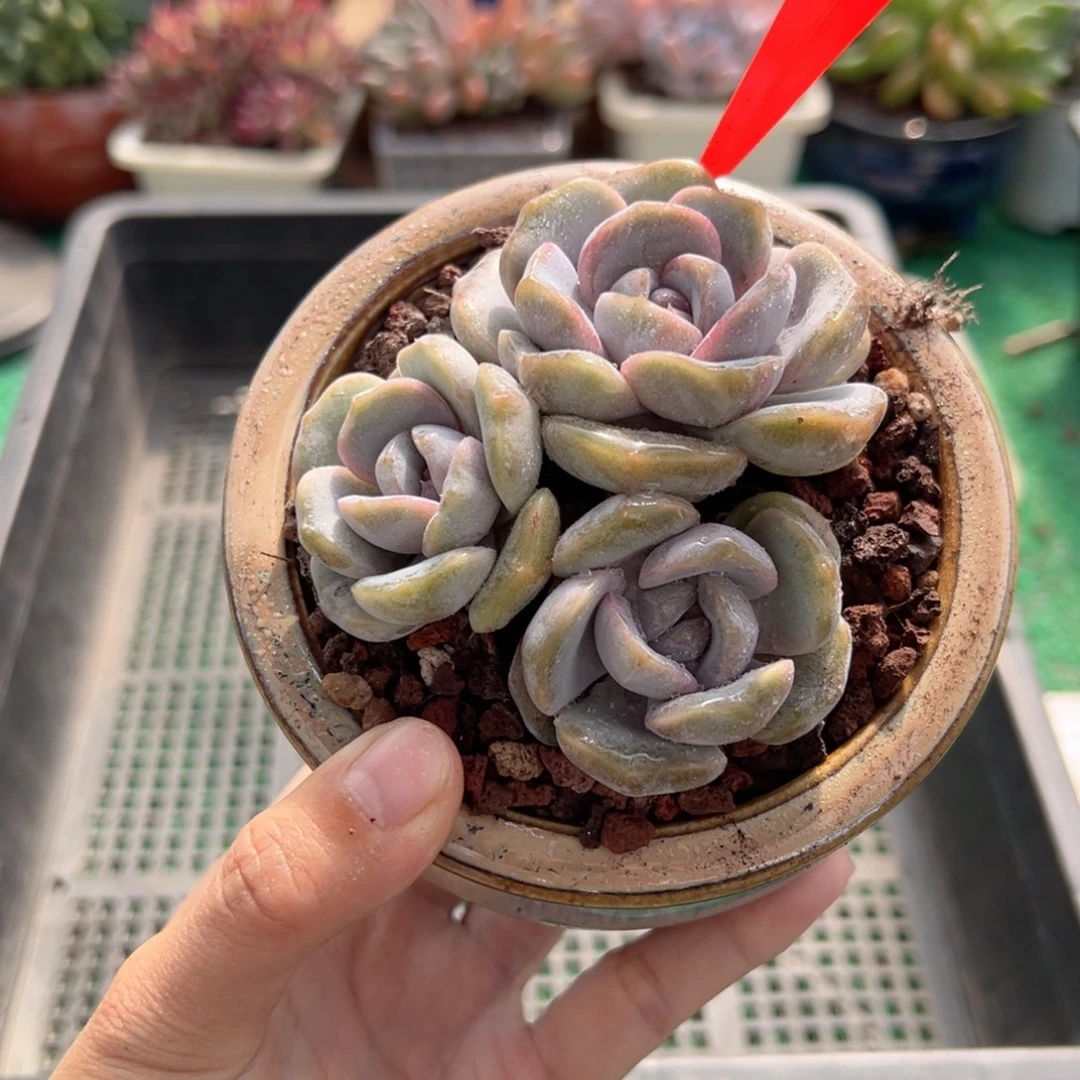 表妹精品多肉植物312.