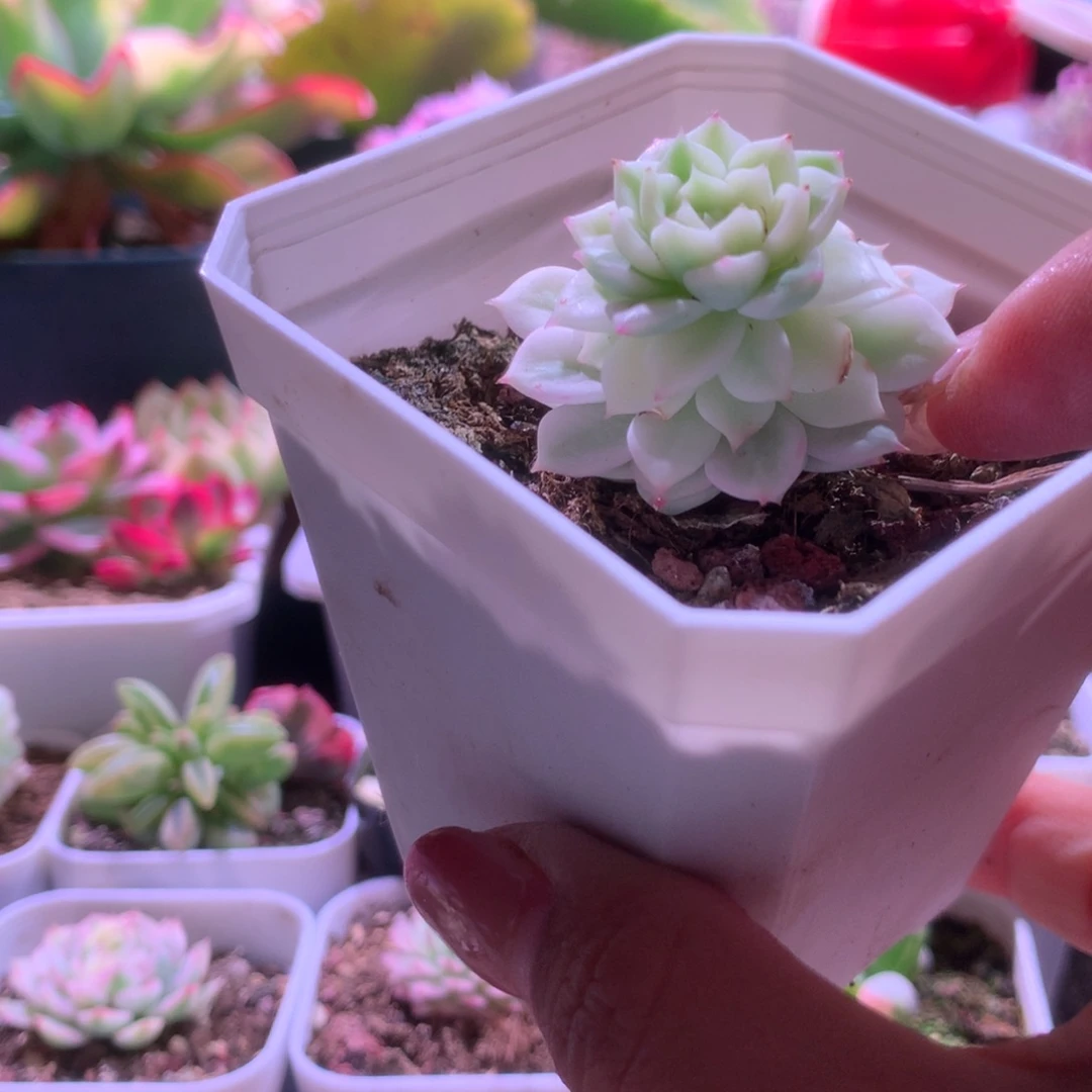 玛卡迪米亚覆轮锦有根