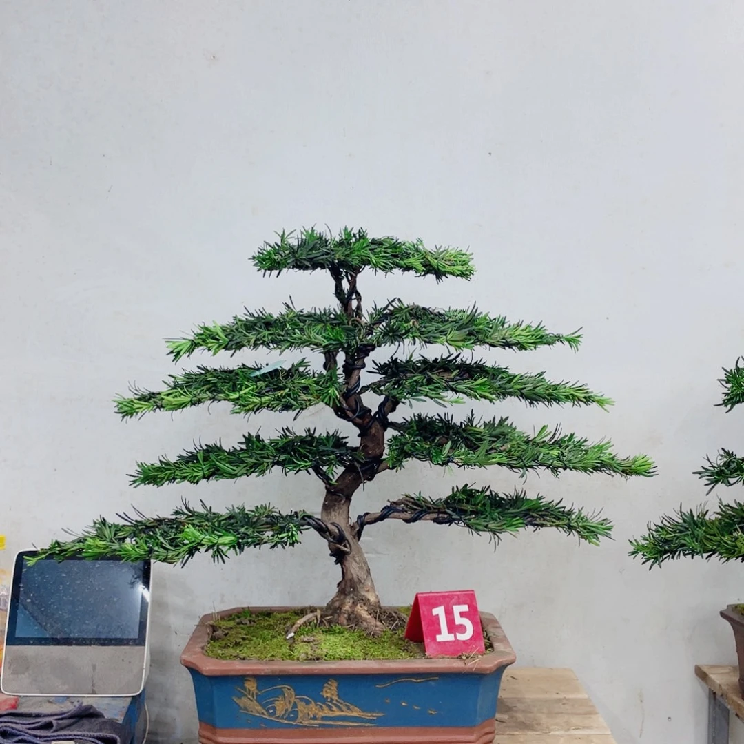完全开放罗汉松造型艺术