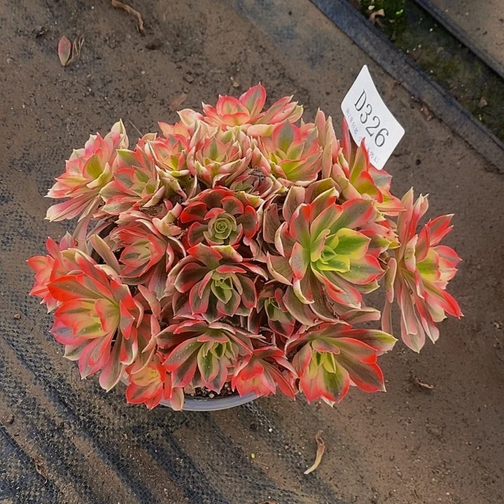 326粉女巫多肉法师锦