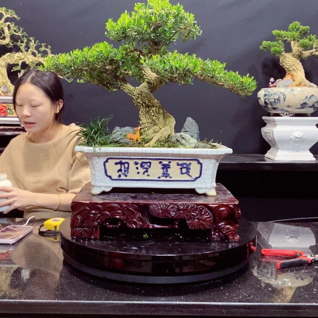 无花朵黄杨盆景园林