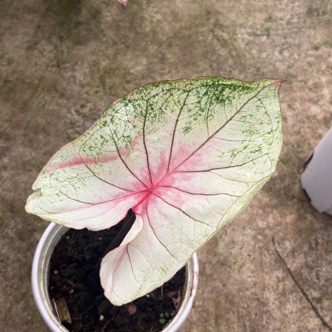 无花朵莫妮卡不包叶损不包球