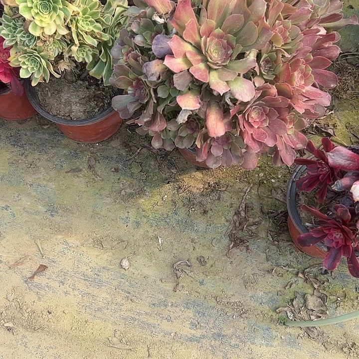 花*海多肉法师植物链接84