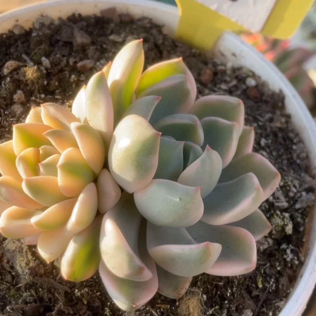 448红粉佳人锦锦锦锦锦