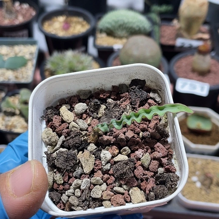 411波叶血莲块根，