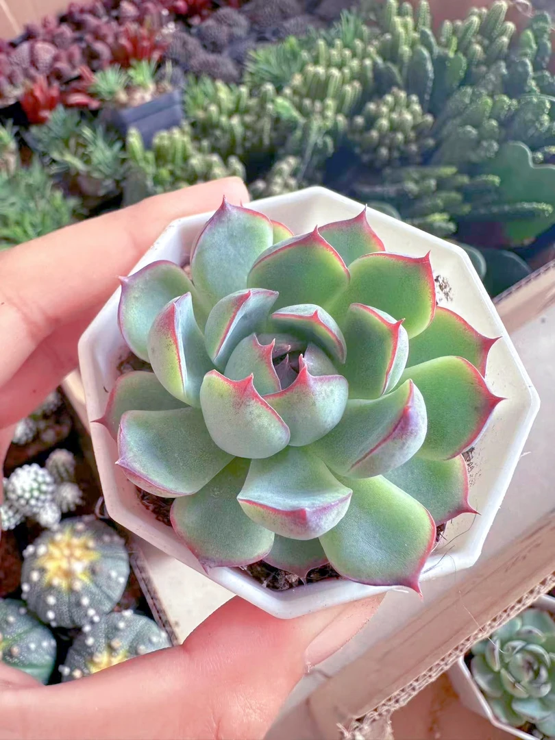 精控勾魂仙子多肉植物 （满9.9元包邮发货）