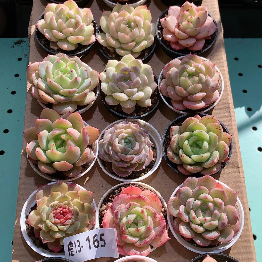 13-165一物一拍带盆18颗。