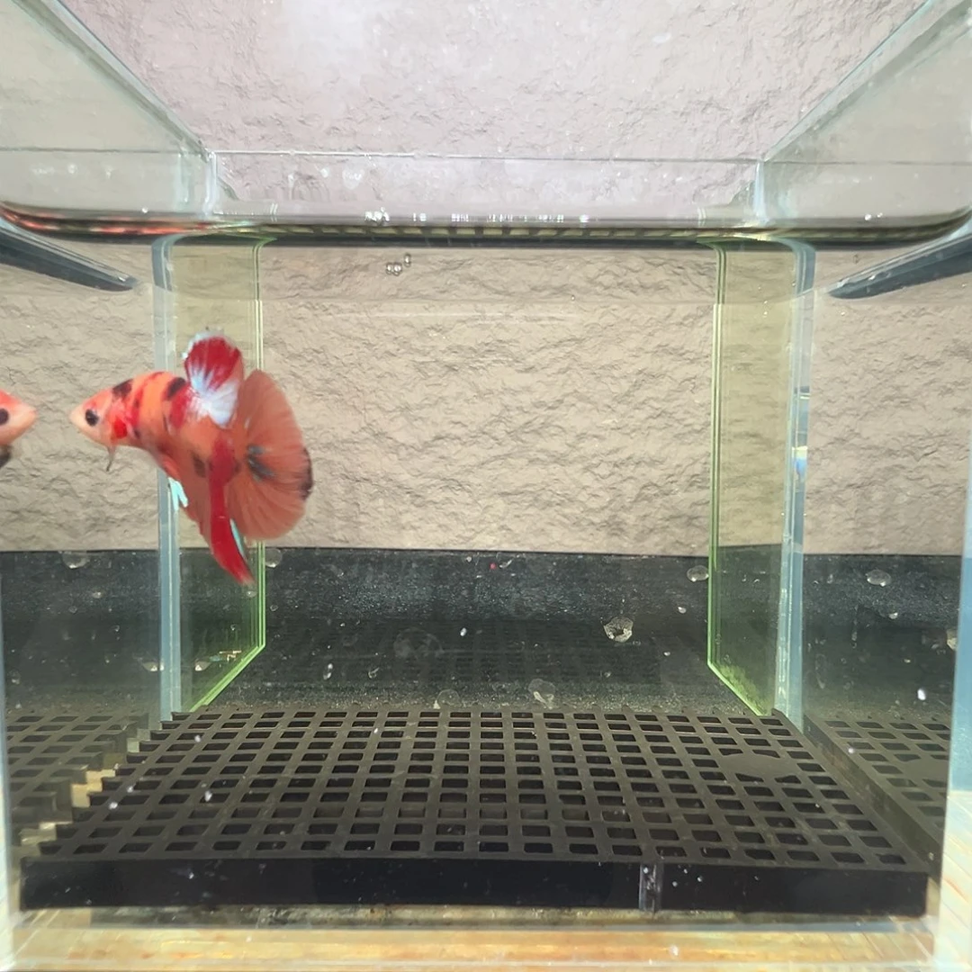 斗鱼阿浩泰斗22日4