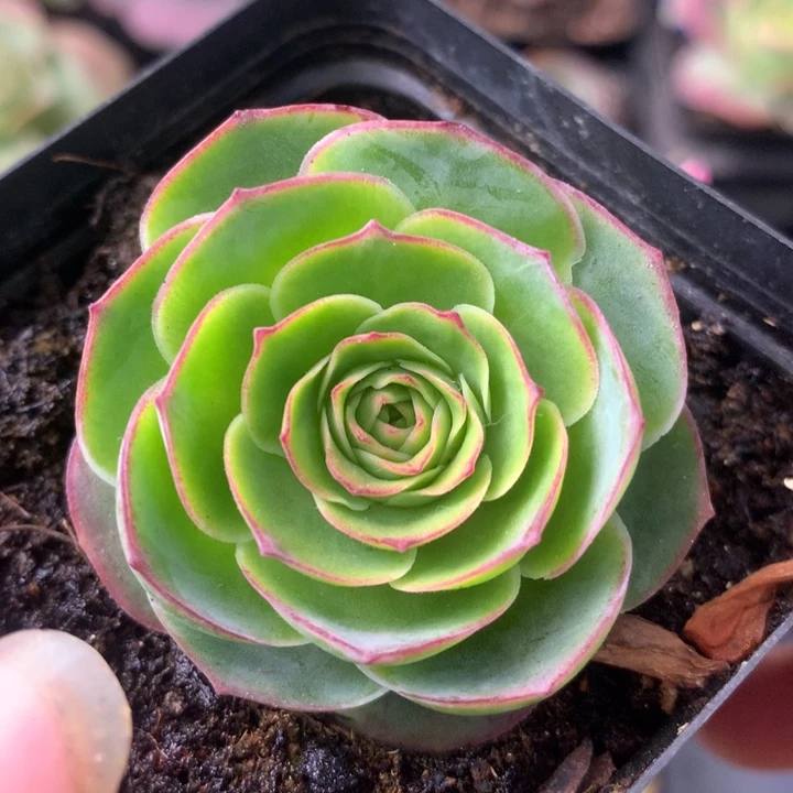 一物一拍星辰青染129