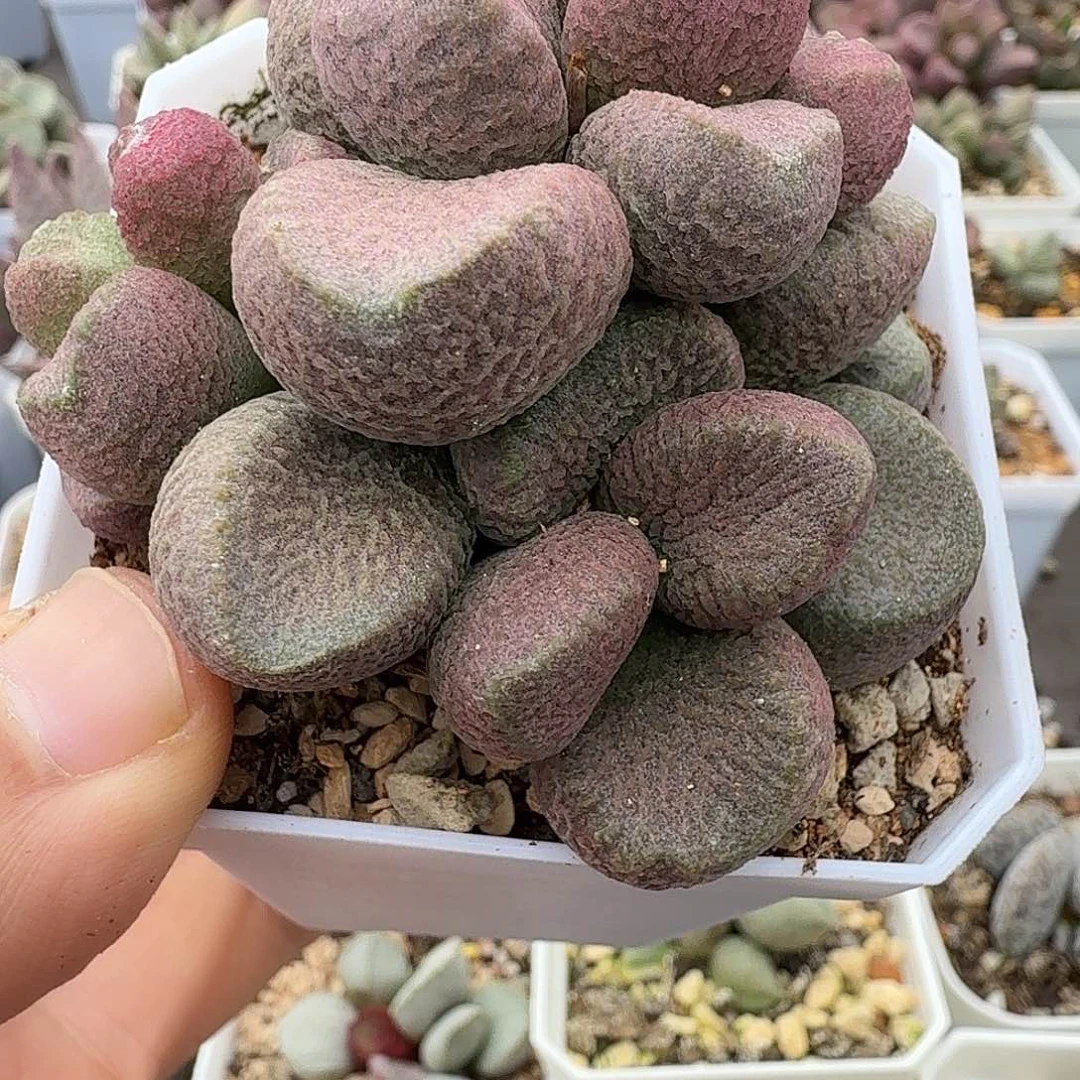 夏娃