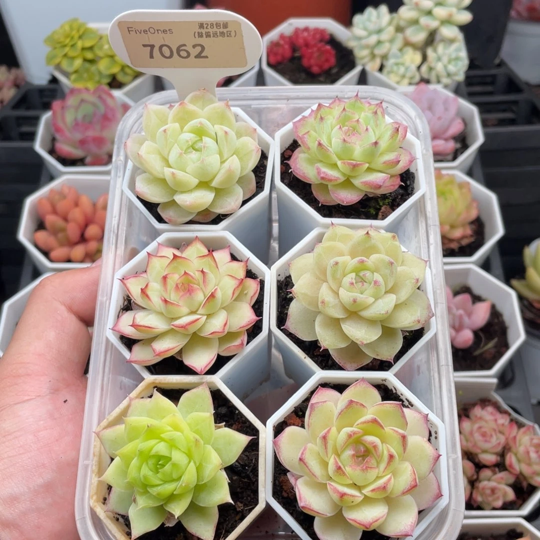 组合套餐共6颗7062