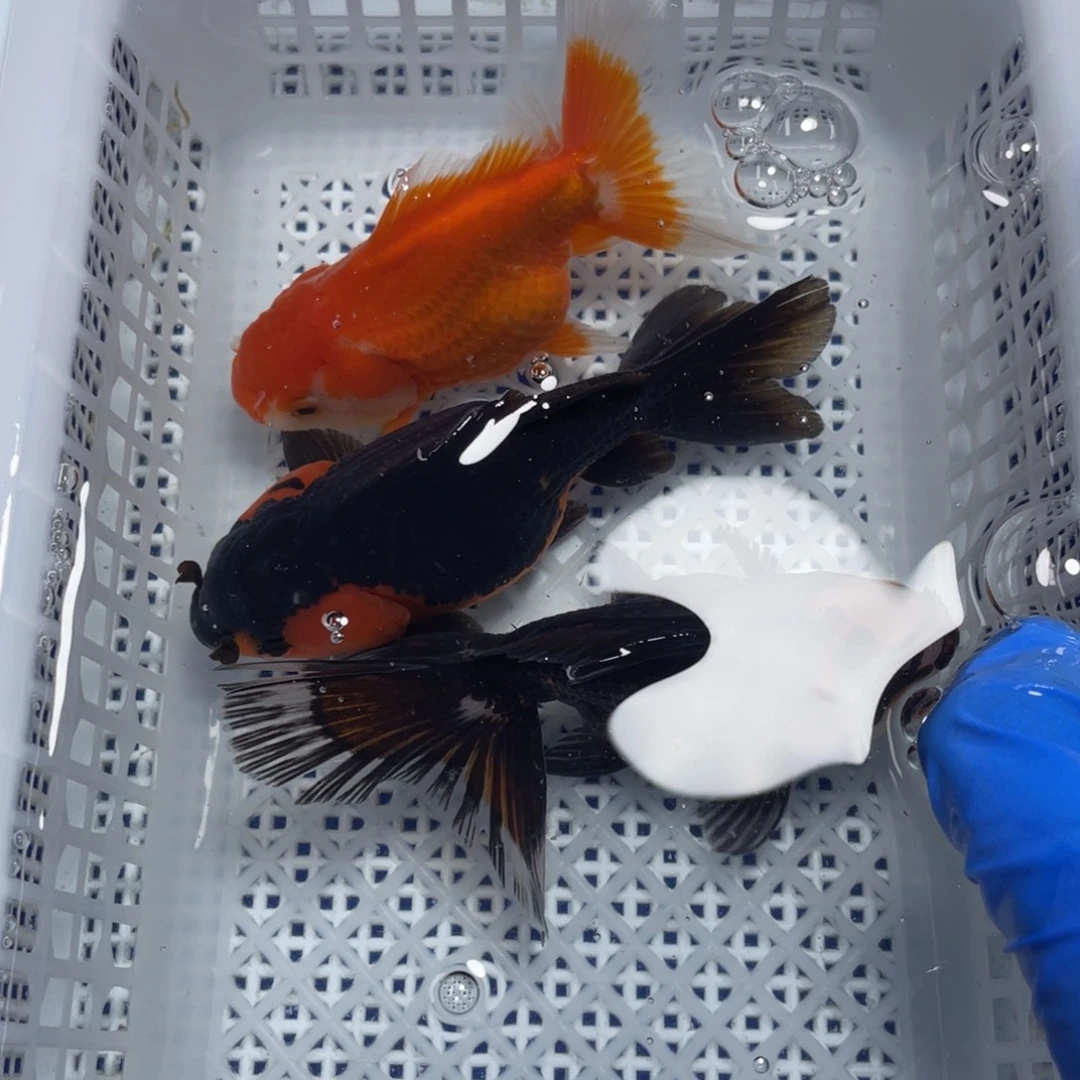 海水鱼花泰狮金鱼22号