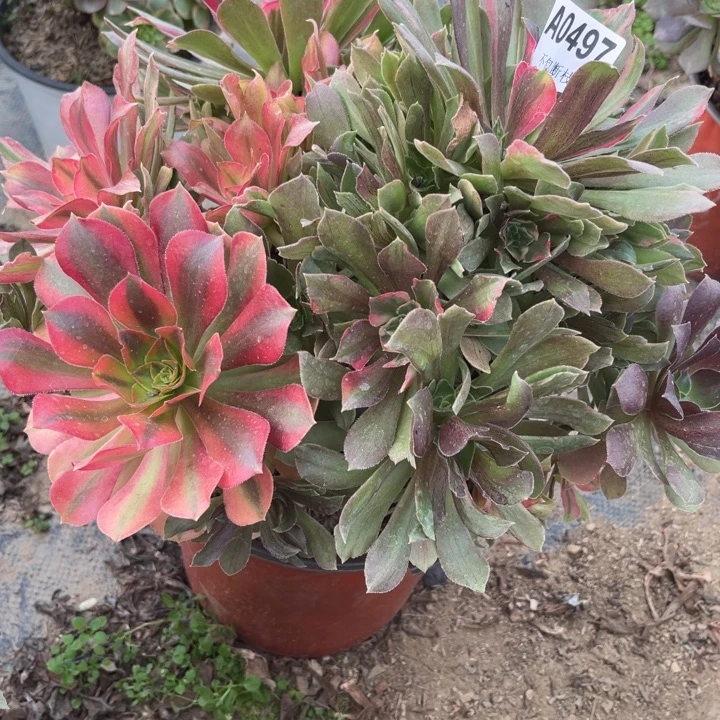 497 多肉法师不包断枝