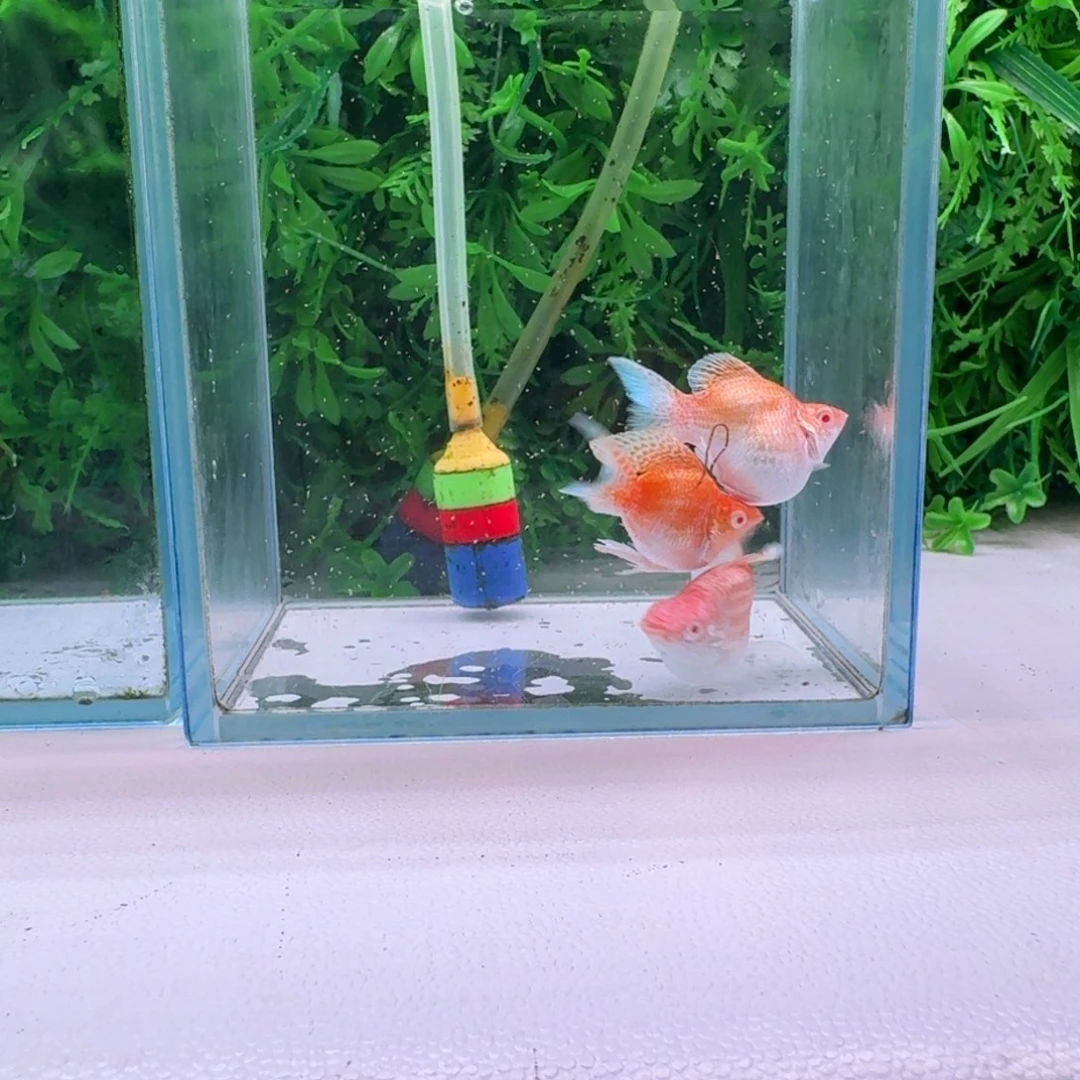 黑玛丽鱼119号玛丽2母➕送1微瑕公