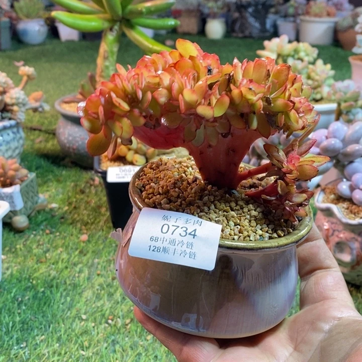0734啊啊啊啊啊啊啊啊啊