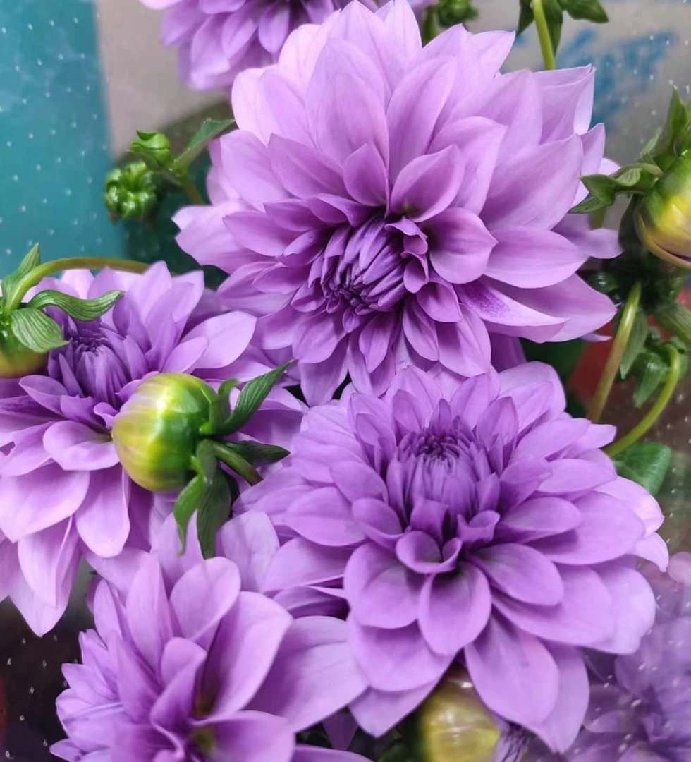 【李先生】（紫罗兰）小丽花盆栽庭院阳台观花植物多年生四季开花好养