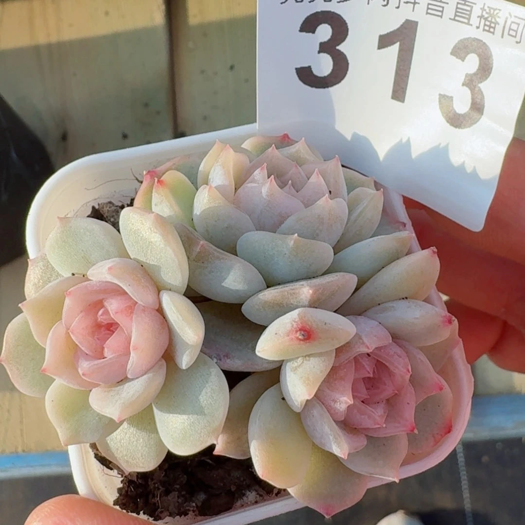 彩恋三头         精品多肉